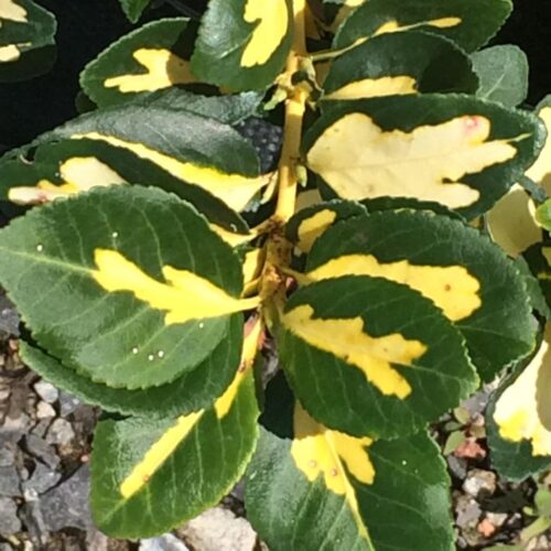 Broadleaf evergreens
