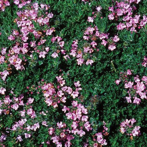 Groundcovers