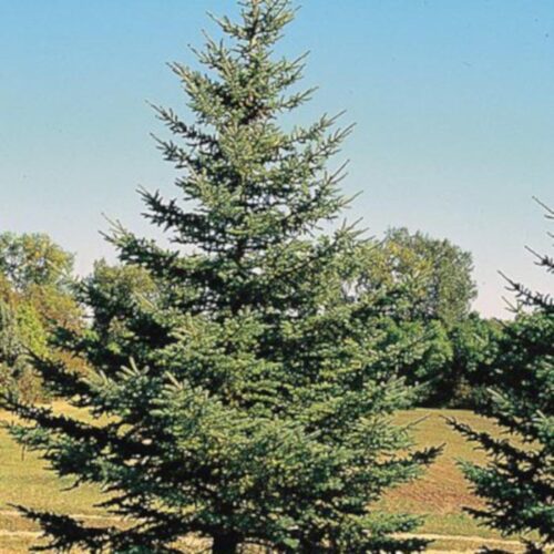 Evergreens