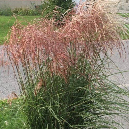Ornamental Grasses