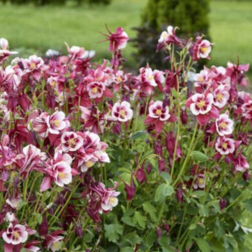 Perennials