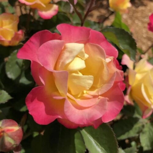 Roses