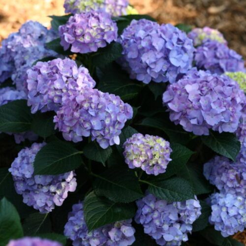 Flowering Shrubs